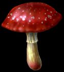 Mushroom.jpg