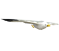 Unofficial render of the seagull's game model on The Models Resource.