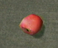 File:Dead rising apple.jpg