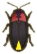 ACNH Firefly.png