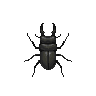 ACWW Stag Beetle.png