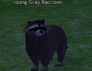 Mabinogi Monster Young Gray Raccoon.png