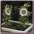 File:AAIME Passionflowers.png