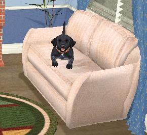 File:Dogz sofa.jpg