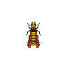 File:ACWW Wasp.png