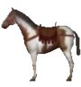 Saddle Horse