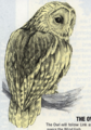 Artwork of the Owl from The Legend of Zelda: Link's Awakening—Nintendo Player's Guide by Nintendo of America