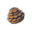 TotK Hylian Pine Cone Icon.png