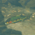 The Voltfin Trout in the Hyrule Compendium from Breath of the Wild
