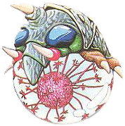 Artwork of an Alpha Metroid from Metroid II: Return of Samus
