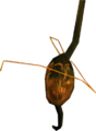 Sap Sac (small).png