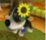 The Dog Island Cherry.jpg