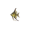 ACWW Angelfish.png