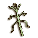 LoZ TP male phasmid.png