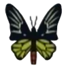 DogIsland birdwingbutterfly.png