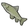 DogIsland blackcarp.png
