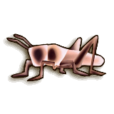 LoZ TP female grasshopper.png