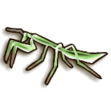 LoZ TP male mantis.png
