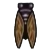DogIsland brownwingcicada.png