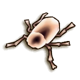 LoZ TP female beetle.png