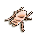 LoZ TP female stag beetle.png