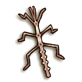 LoZ TP female phasmid.png