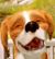 Dog's Life Jake.jpg