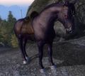 ES4Oblivionshadowmerehorse.jpg