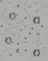 TACC-Map-Comet Catcher.jpg