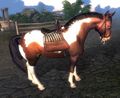 ES4Oblivionpriorhorse.jpg