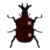 DogIsland rhinocerosbeetle.png