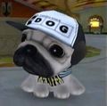 DogIsland amedio.jpg