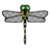 DogIsland greeneyeddragonfly.png