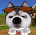 DogIsland will.jpg