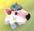 DogIsland bill.jpg