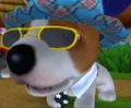 DogIsland camu.jpg