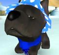 DogIsland jeremy.jpg