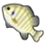 DogIsland bluegill.png