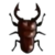 DogIsland brownscissorsbeetle.png