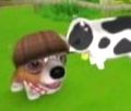Dog Island Wilbur.jpg