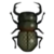 DogIsland greenscissorsbeetle.png