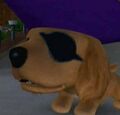 DogIsland eldorado.jpg