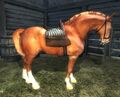 ES4Oblivionchestnuthorse.jpg