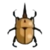 DogIsland elephantbeetle.png