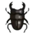 DogIsland giantstagbeetle.png