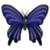 DogIsland blackswallowtailbutterfly.png