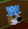 DogIsland carol.jpg