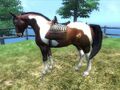 ES4Oblivionpainthorse.jpg
