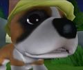 DogIsland goliath.jpg