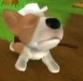 Dogisland mid.jpg